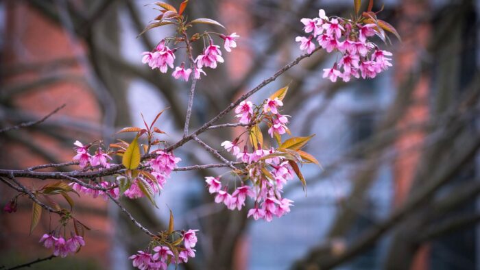 high resolution cherry blossom tree desktop wallpaper