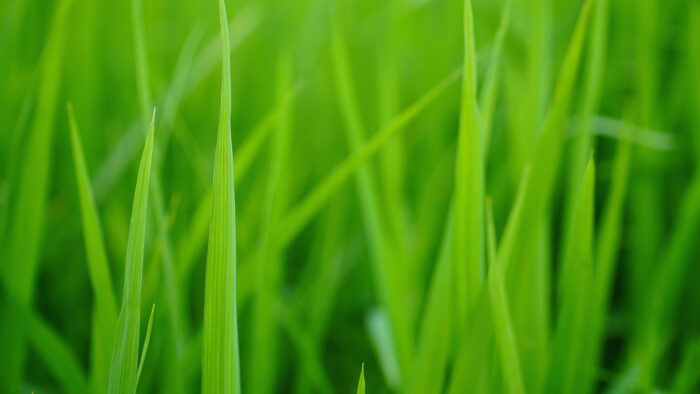 green zoom background